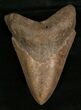 Georgia Megalodon Tooth - Serrated #5424-1